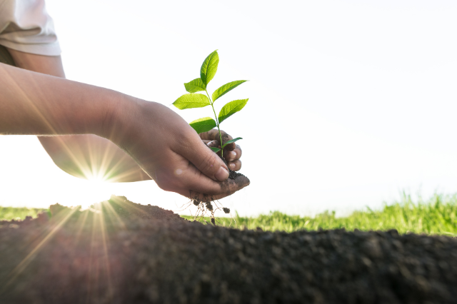 Every Order = 1 Tree Planted